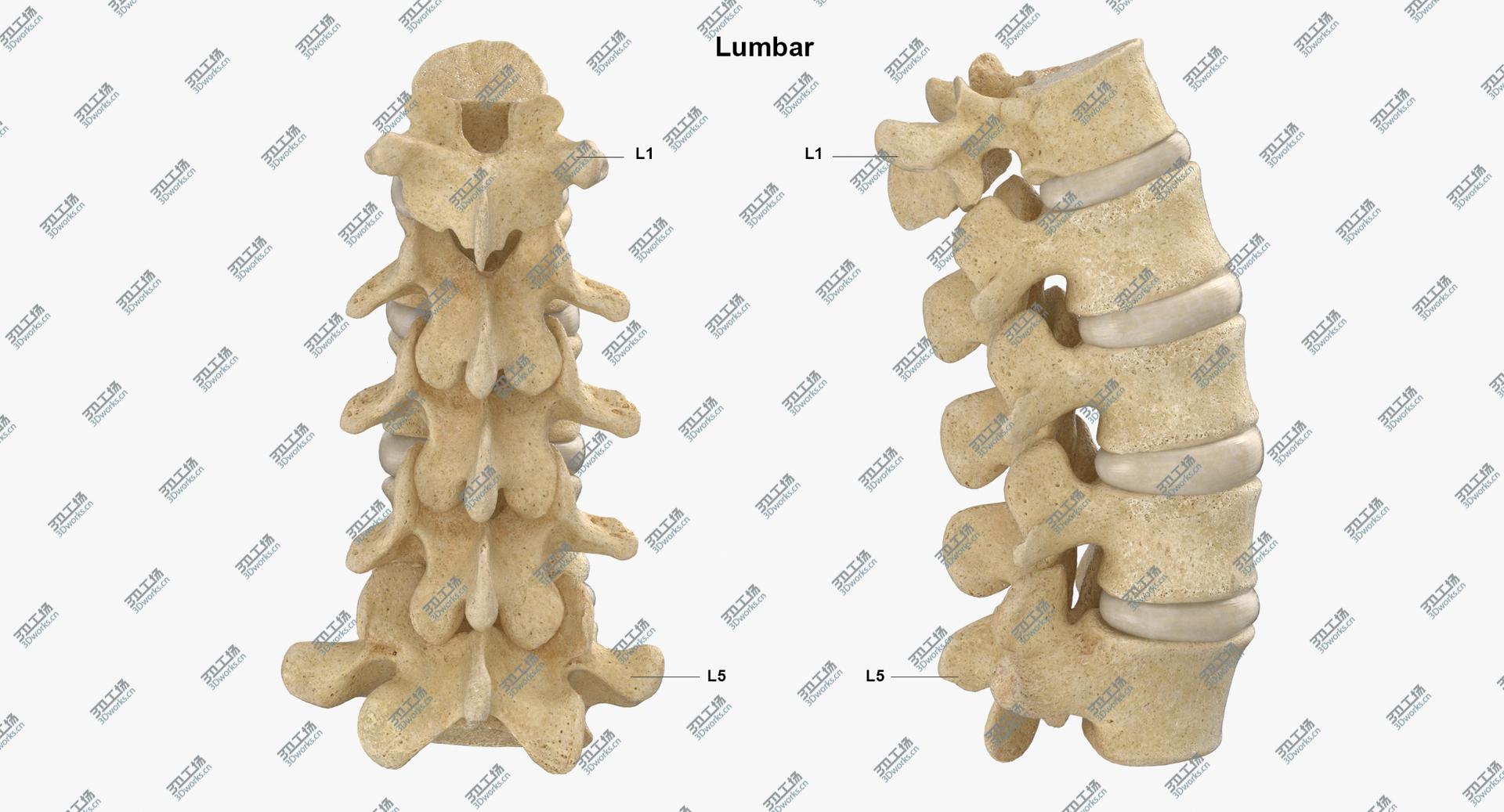 images/goods_img/2021040234/Real Human Lumbar and Sacrum Vertebrae L1 to S5 Bones With Intervertibral Disks 01 model/4.jpg